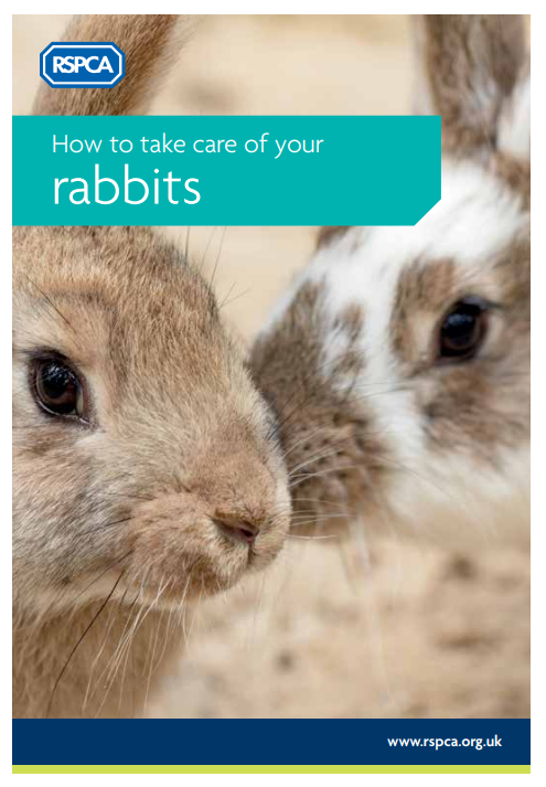 rabbit care rspca