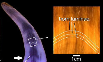 Rhino Horn Laminae Structure