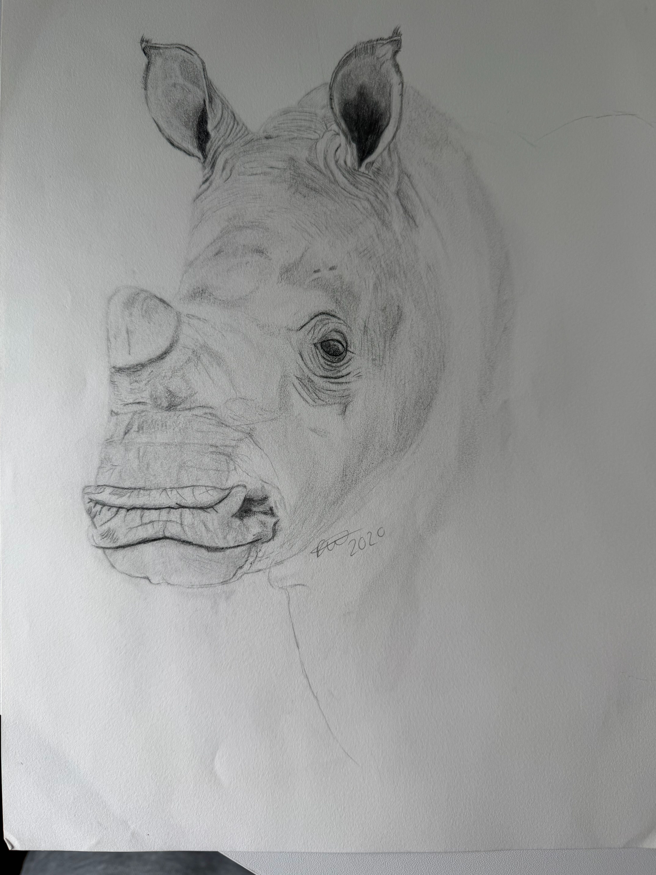 Early Original Collection - A Rhino unfinished