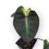 Miniaturbild: Colocasia Tropical Storm