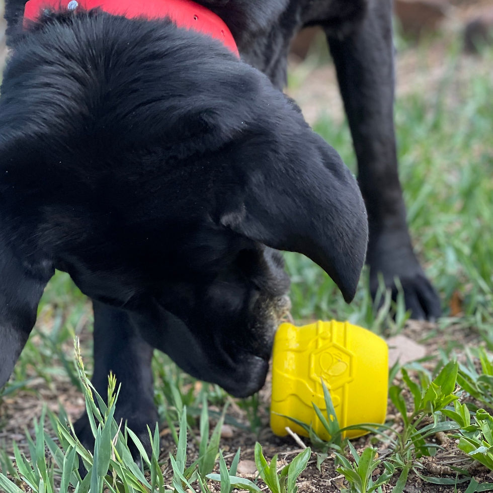 Thumbnail: Large Honey Pot Durable Rubber Treat Dispenser & Enrichment