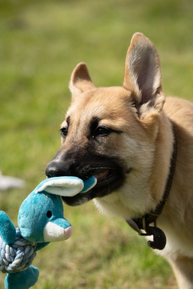 Thumbnail: Little Petface Rabbit Rope Ball Dog Toy