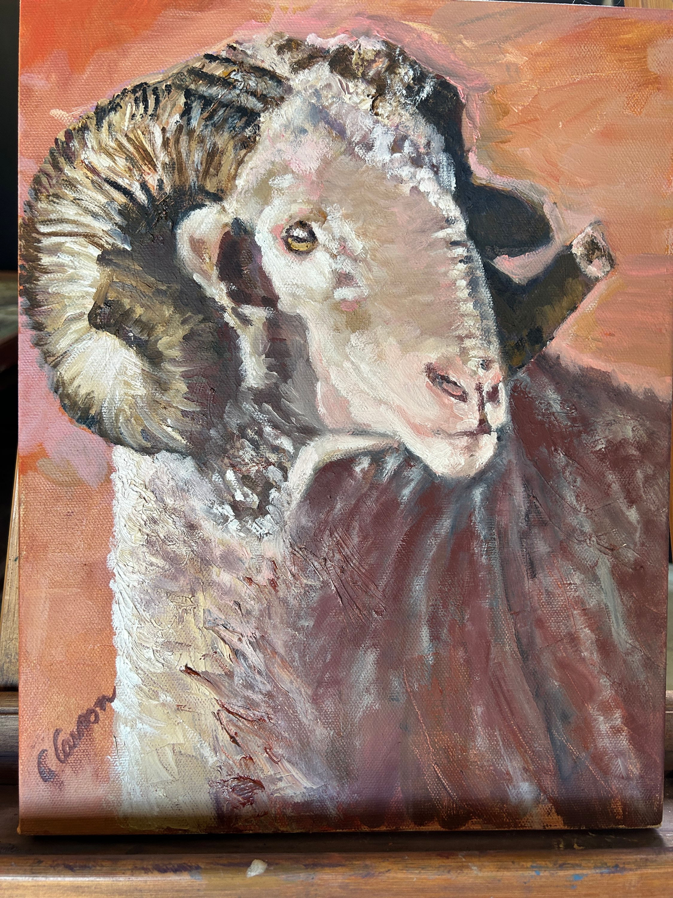 Merino Ram SOLD
