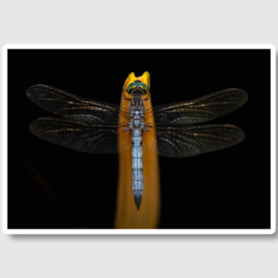 copy of Dragonfly at Night V2