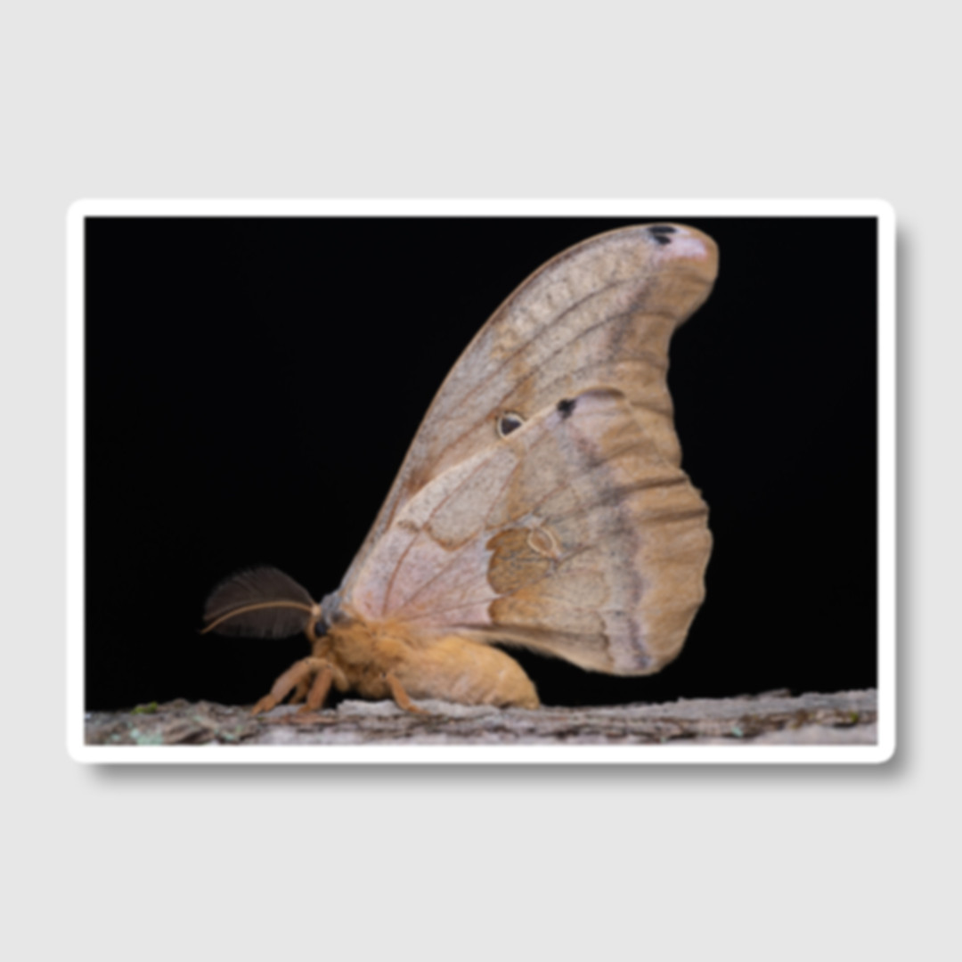 Polyphemus Moth