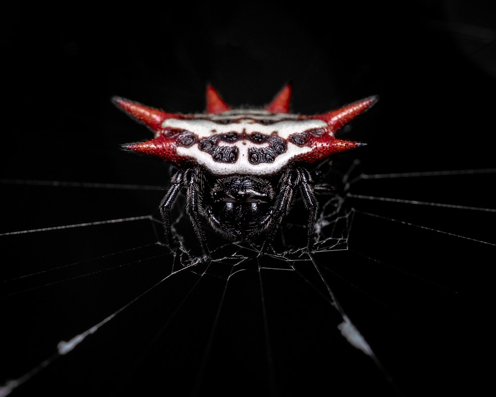 Thumbnail: Spiny Orb Weaver