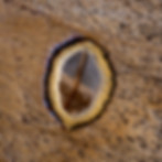 Thumbnail: Polyphemus Moth Wing
