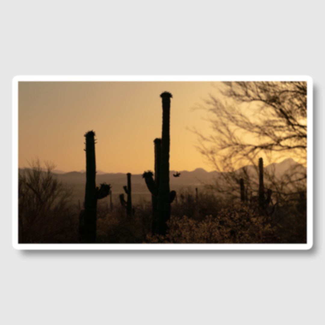 Quail in Saguaro National Park