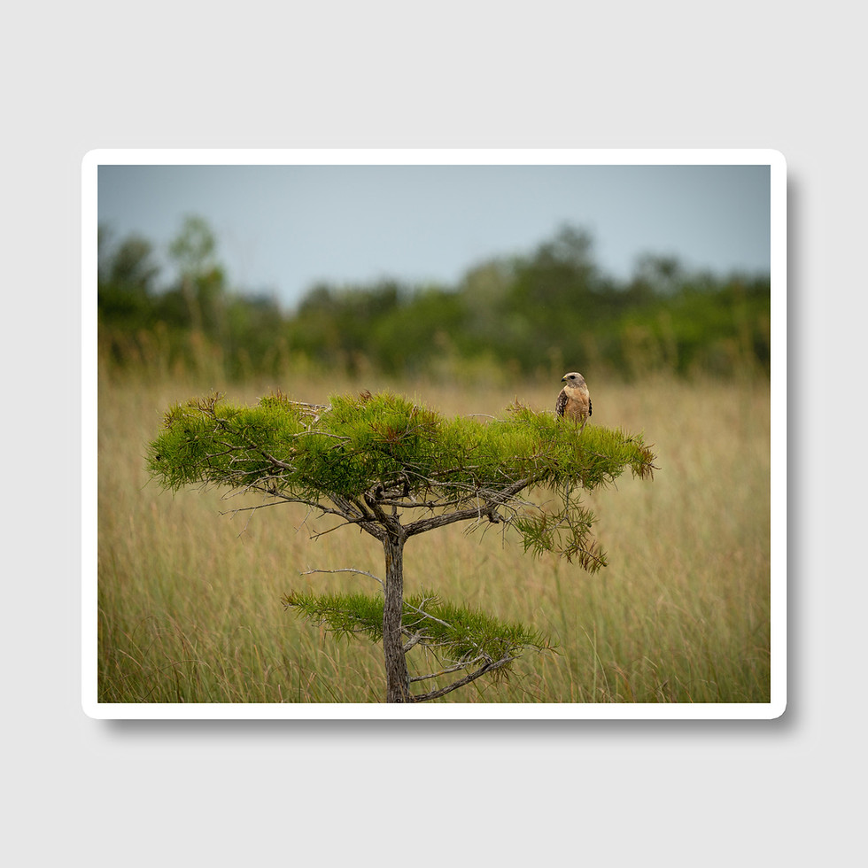 Thumbnail: Bird of Prey - Everglades