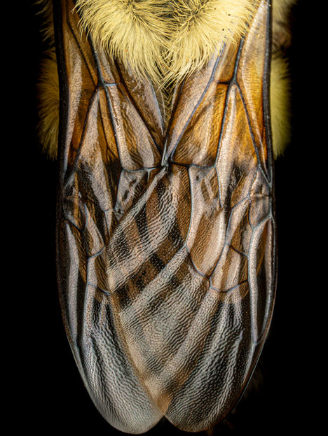 Insects and Arachnids