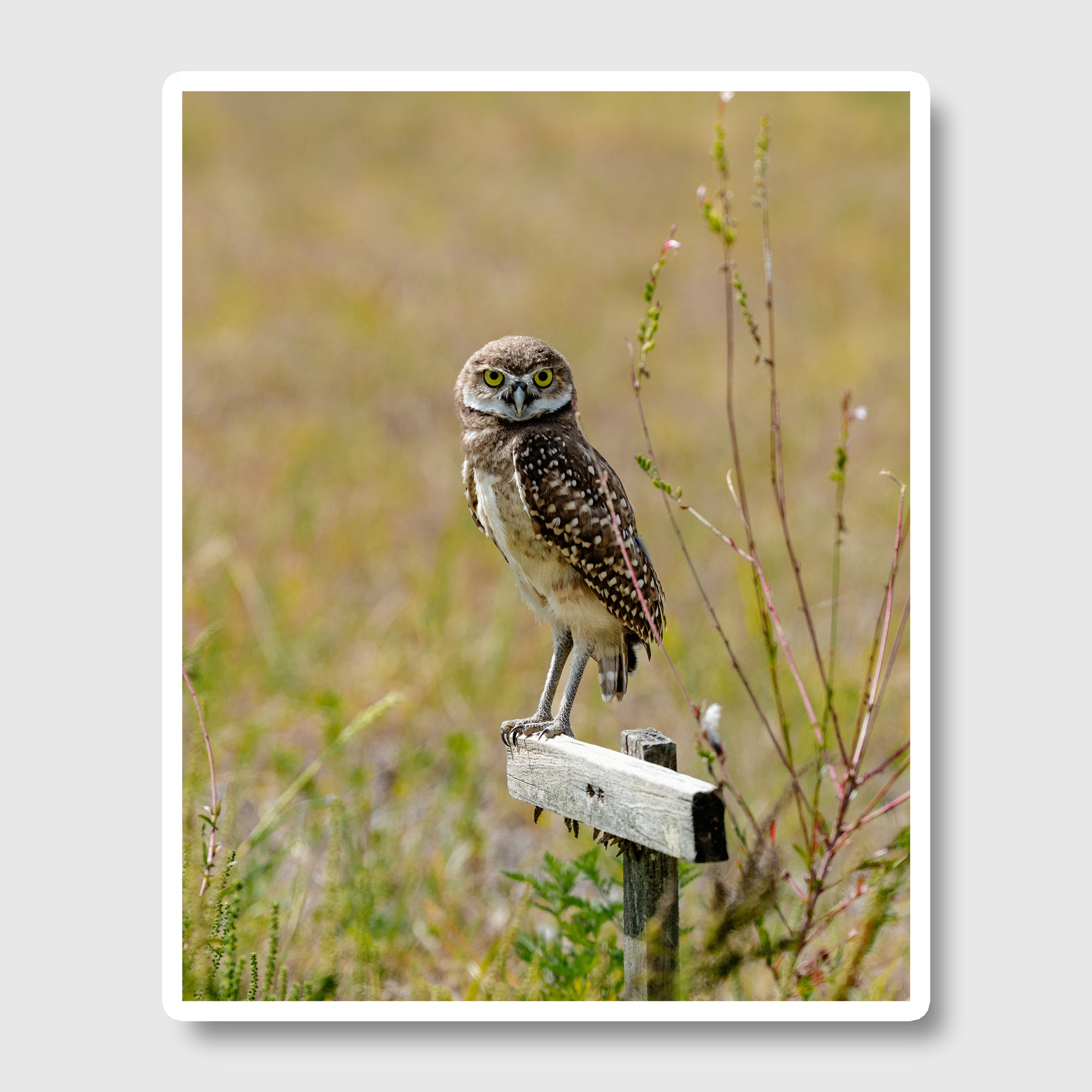 Burrowing Owl Print
