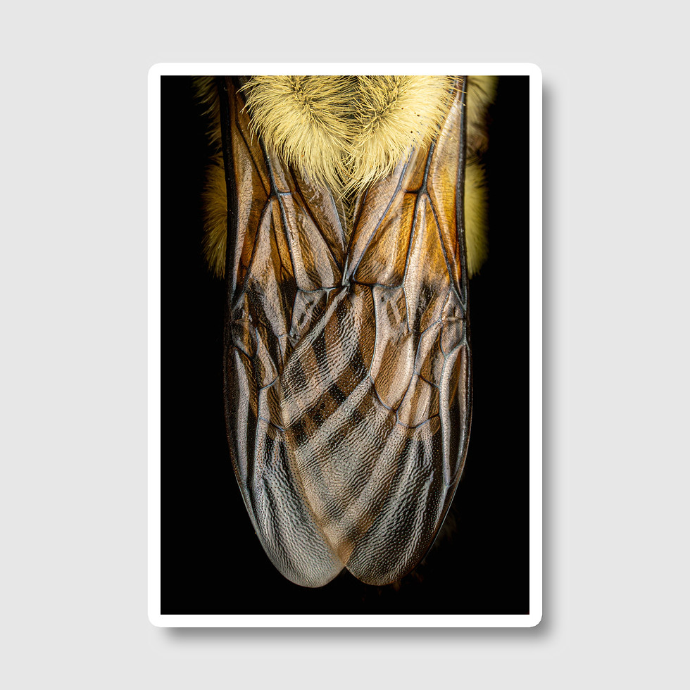 Thumbnail: Bumblebee Wings