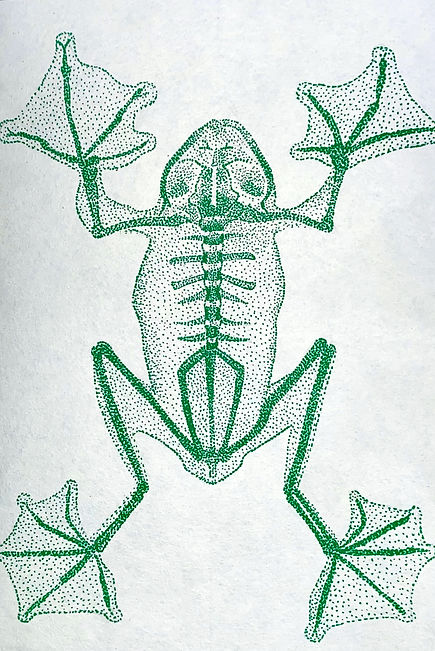 frogskel_edited.jpg
