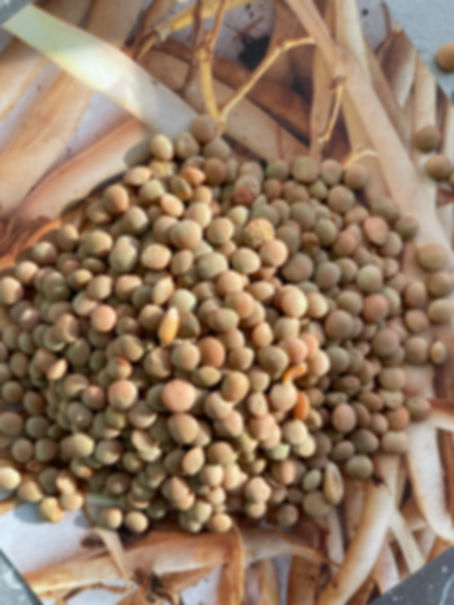 Organic French Green Lentils