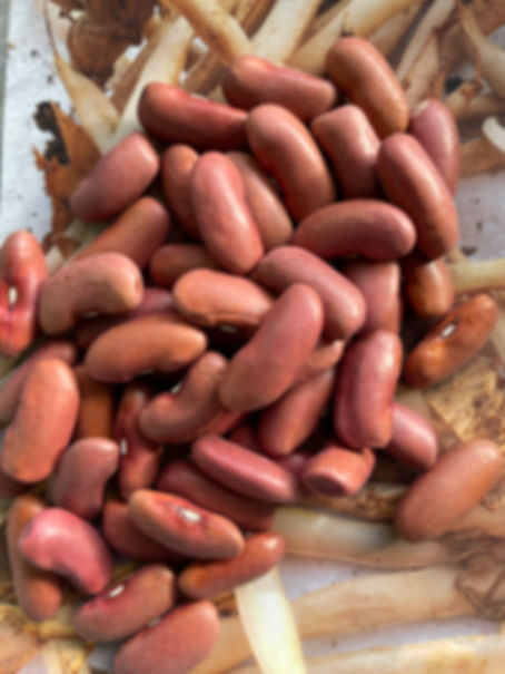 Conventional Light Red Kidney Beans