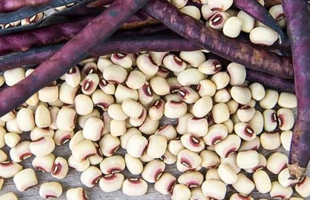 Pink Eye Purple Peas