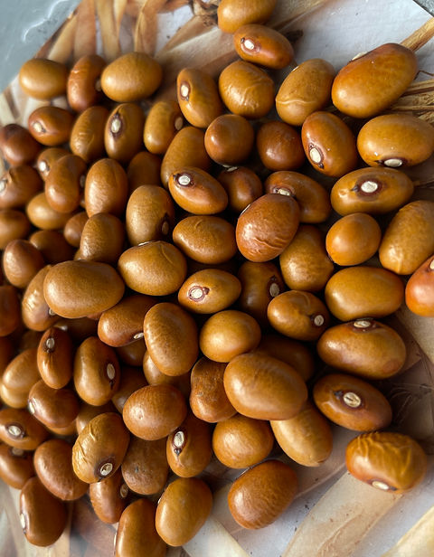 パーツ fuki beans Organic Marafax Beans | mysite
