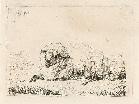 website-schaap.jpeg