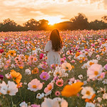 Golden Hour Bliss_ Strolling Through a Field of Vibrant Cosmos Flowers 🌸🌅.jpg
