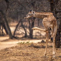 Greater Kruger Area