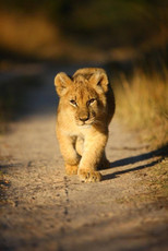 Greater Kruger Area