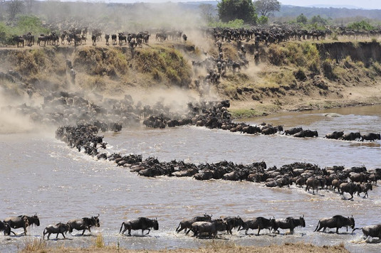Maasai Mara