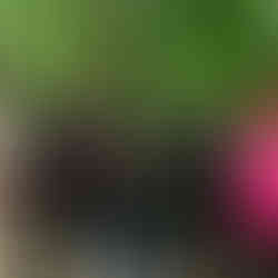 1º Encontro de Pintoras do Paraná: O evento que uniu mulheres do Brasil em torno do amor pela pintura.