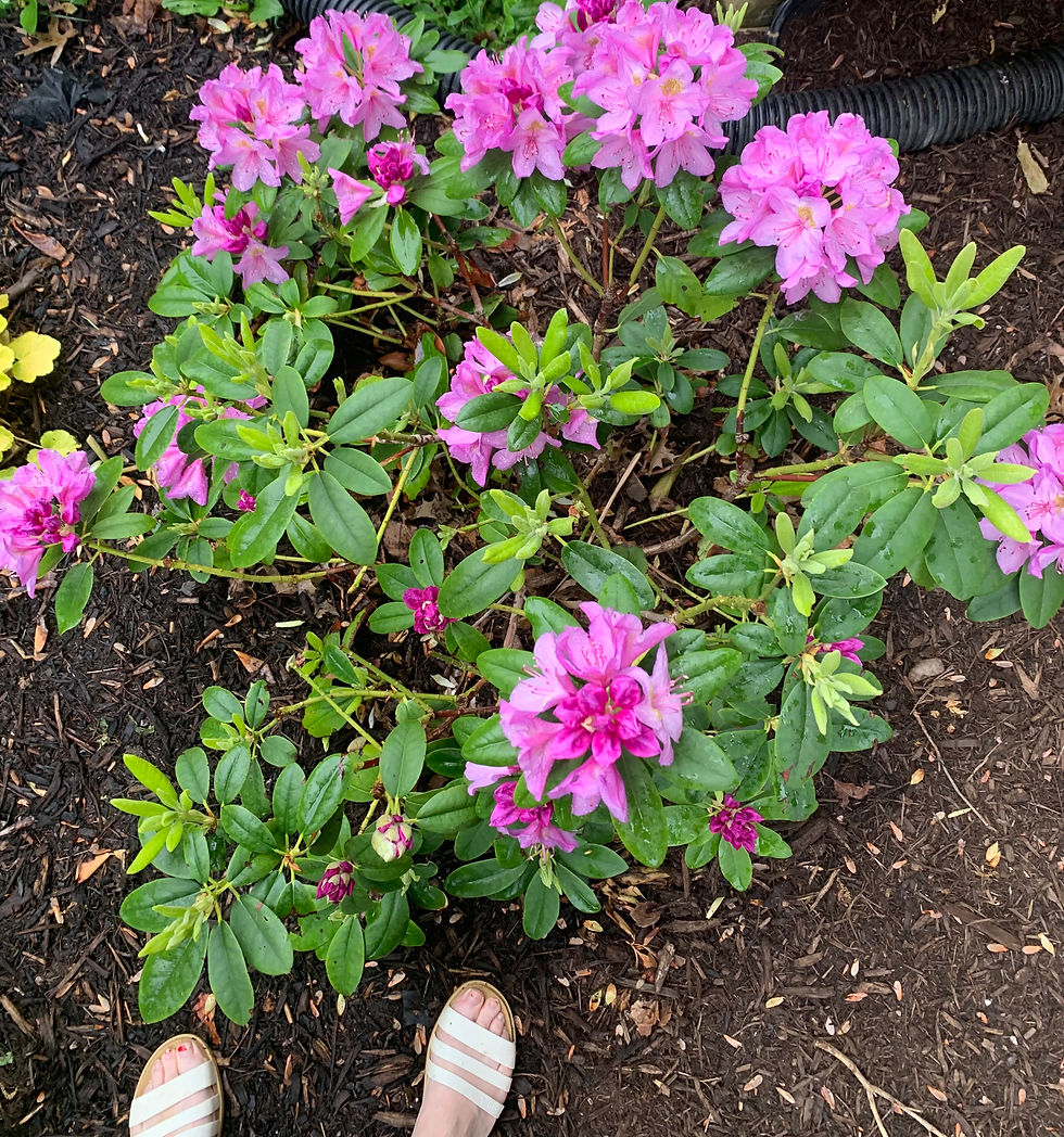 rhododendron and sandal feet