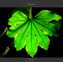 『Reassure』セルフライナーノート