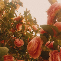 『bouquet』セルフライナーノート