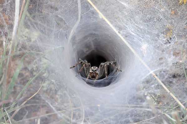 A funnel-web spider guarding the entrance to it's lair