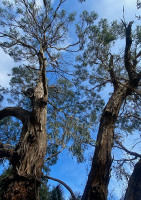 Grandfather tree.png