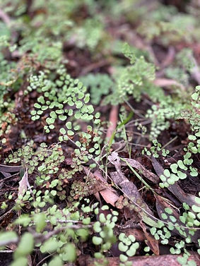 Delicate fern.jpeg