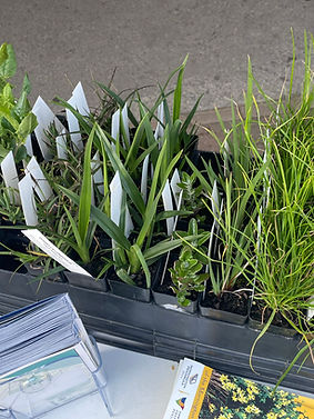 NTD - Seedlings.JPEG