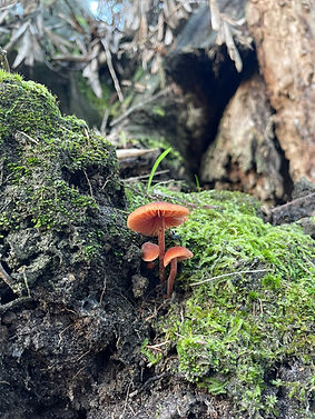 EVC Fungi Photo.JPEG