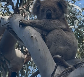Sunshine Koala.png