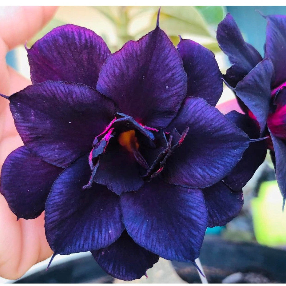 Rosas Do Deserto Dama da Noite Rara Originais Kit 3 Seeds Germinação Rápida