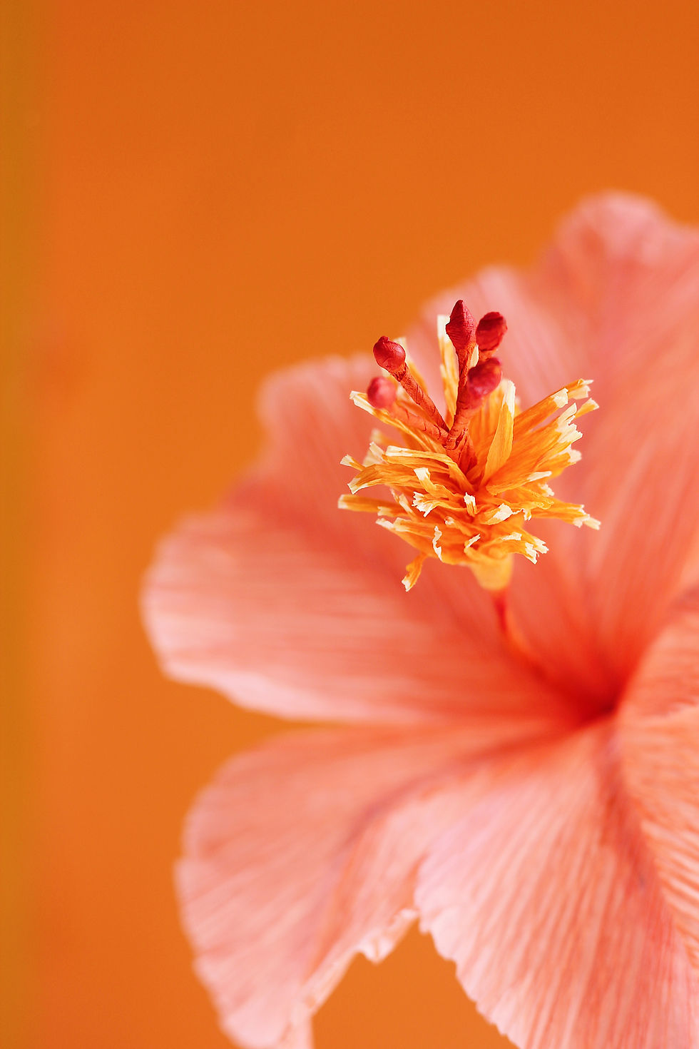 Miniature : Hibiscus - Fleur en papier