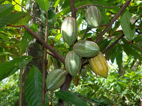 Produção de cacau cresce no Espírito Santo e atinge resultado histórico