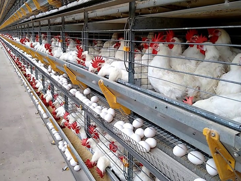 145 ovos por segundo: Espírito Santo impressiona com ritmo da produção