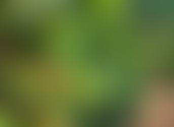 Café mineiro impulsiona produção nacional e projeta maior safra da história em 2026