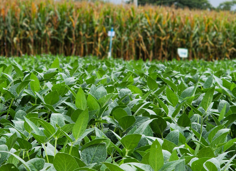 Produção de grãos em Minas cresceu 61% na última década