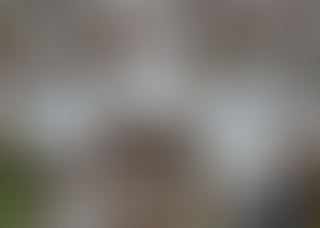 Três microrregiões concentram metade da produção nacional de algodão