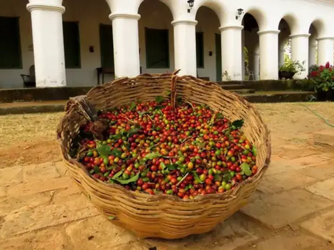 Café da Serra de Baturité conquista IG e reforça tradição sustentável no Ceará