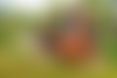 Museu Palácio Floriano Peixoto recebe exposição fotográfica sobre a tradição sertaneja da Pega de Boi no Mato