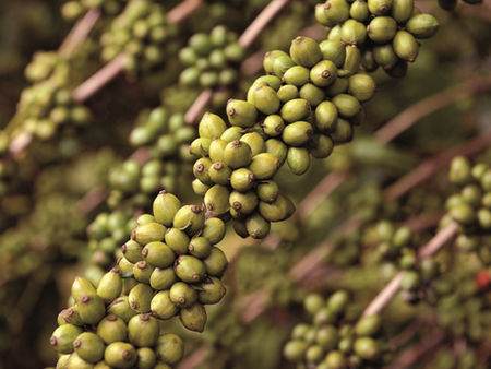 Valor Bruto da Produção Agropecuária do Espírito Santo bate recorde histórico e chega a R$ 31,2 bilhões