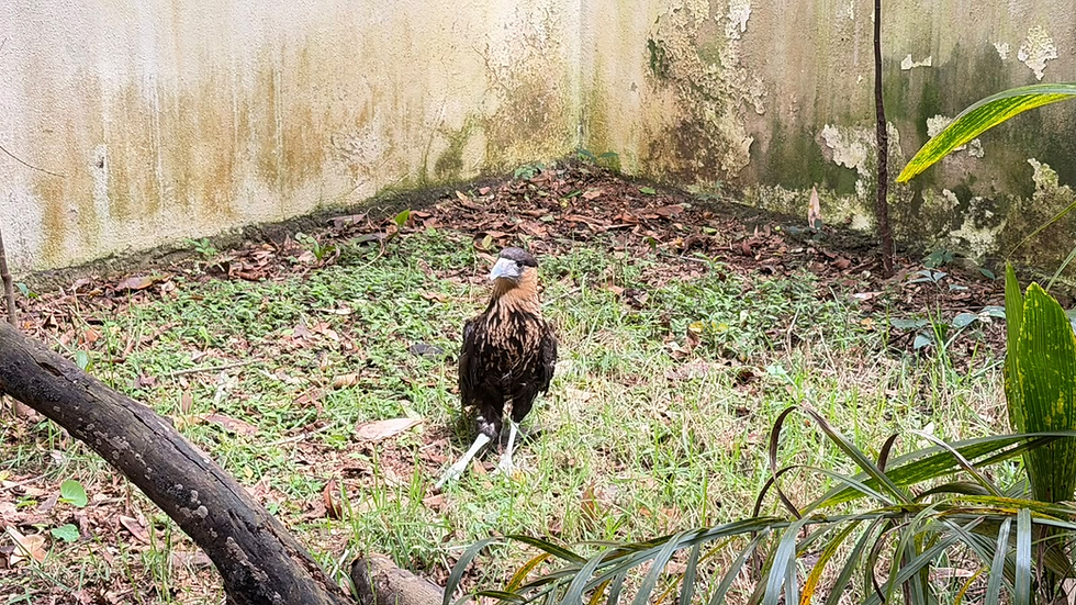 Carcará resgatado pela EPR Sul de Minas ganha novo lar no Zoobotânico de Varginha