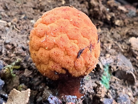 Planta parasita rara encontrada em Maria da Fé é depositada em herbário da Epamig