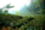 kausani tour package global path holiday
