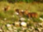 jim corbett tour package